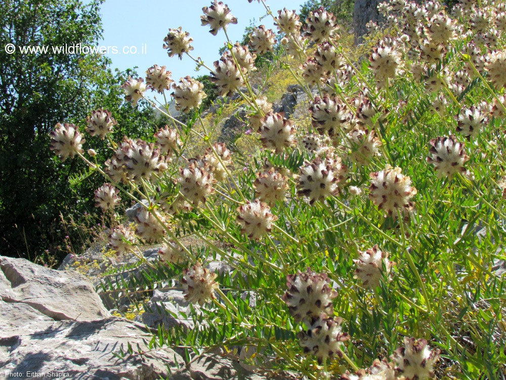Astragalus ehrenbergii